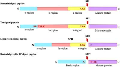 Bacterial Signal Peptides- Navigating the Journey of Proteins